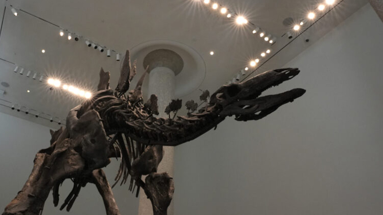 Σπάνιος σκελετός δεινοσαύρου πουλήθηκε για 30,5 εκατομμύρια