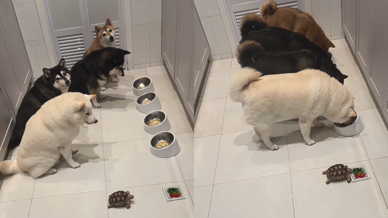 Τα σκυλιά περιμένουν την χελώνα για να φάνε όλοι μαζί