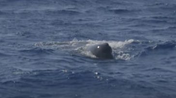 Εντοπίστηκε φάλαινα φυσητήρας στον Αργολικό Κόλπο