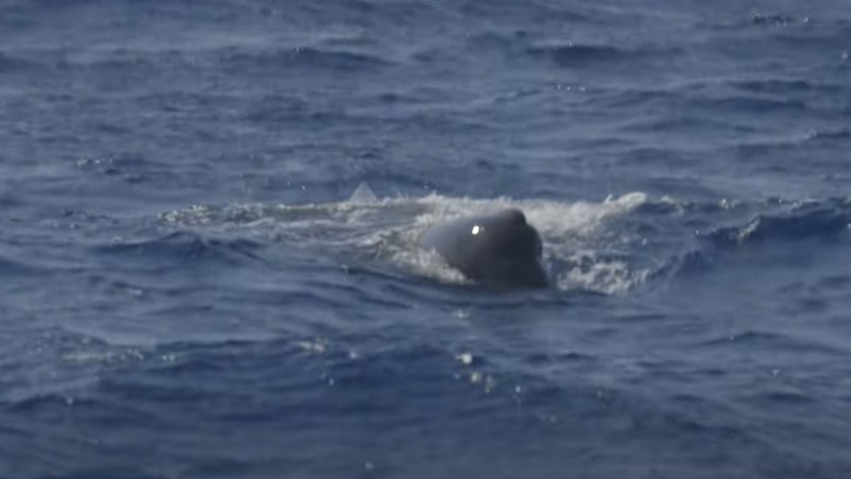 Εντοπίστηκε φάλαινα φυσητήρας στον Αργολικό Κόλπο