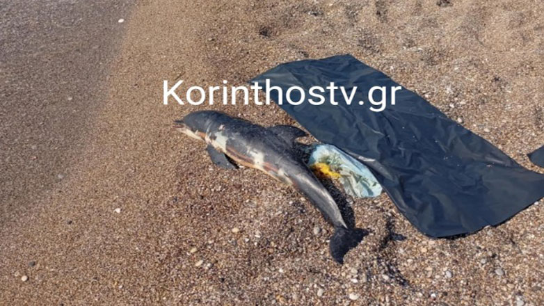 Ανησυχητικό περιστατικό: Δεύτερο νεκρό δελφίνι στο Λουτράκι