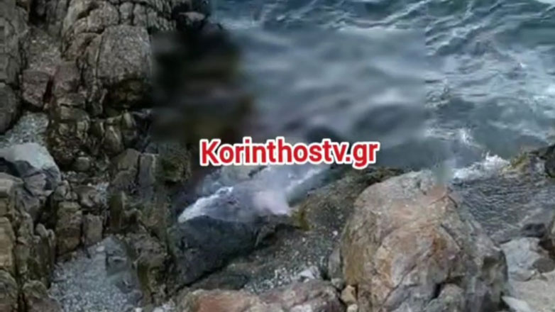 Βίντεο με νεκρή φώκια στο Αμόνι Κορινθίας