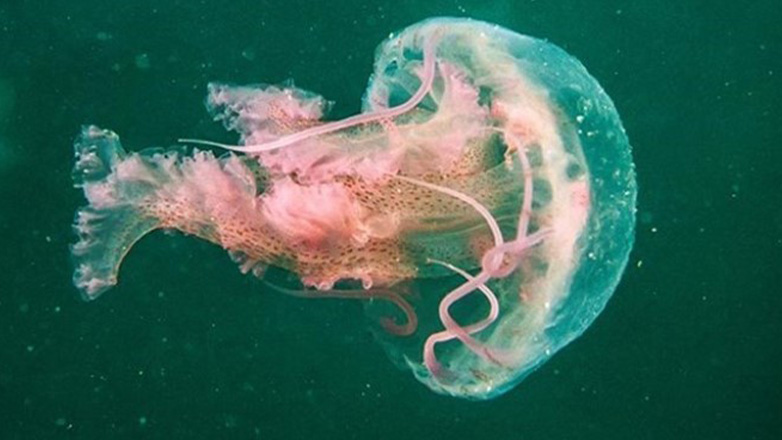 Σε ποια μέρη μέδουσες και τσούχτρες  απειλούν τις διακοπές των παραθεριστών