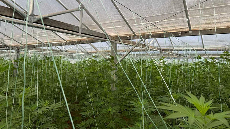 Χανιά: Μεγάλη φυτεία κάνναβης και όπλα στην Κίσσαμο