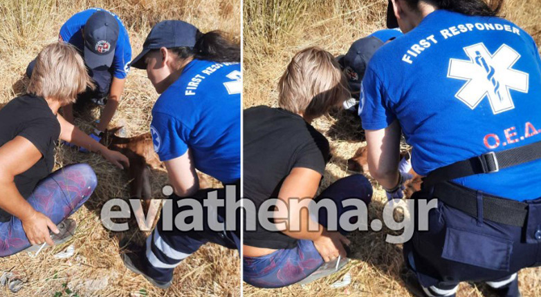 Βίντεο με εθελοντές που περιθάλπουν μοσχαράκι από τη φωτιά