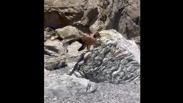 Βίντεο με τον γυπαετό που «υιοθέτησαν» λουόμενοι σε παραλία της Κρήτης