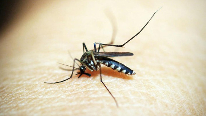 Ιταλία: Δύο θάνατοι από τον ιό του Δυτικού Νείλου