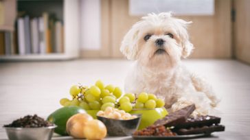 Σκύλος: Ποιο καλοκαιρινό φρούτο δεν πρέπει να φάει ο τετράποδος φίλος σας