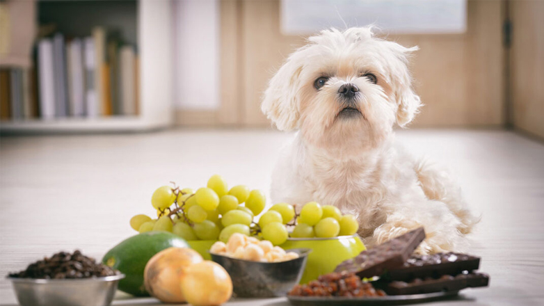 Σκύλος: Ποιο καλοκαιρινό φρούτο δεν πρέπει να φάει ο τετράποδος φίλος σας Σκύλος: Ποιο καλοκαιρινό φρούτο δεν πρέπει να φάει ο τετράποδος φίλος σας
