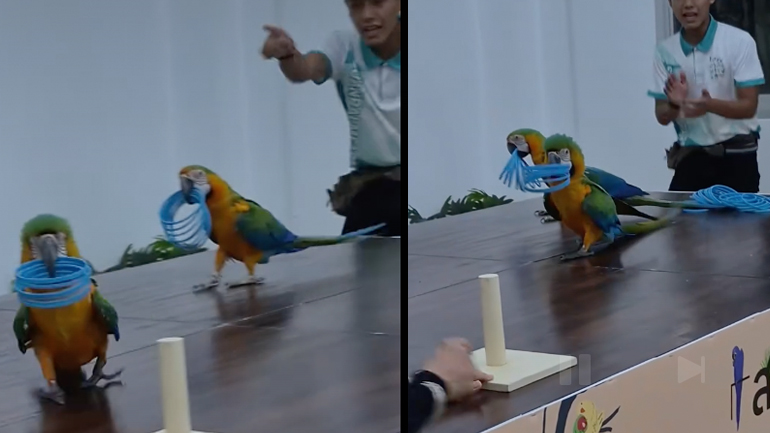 Απατηλός παπαγάλος