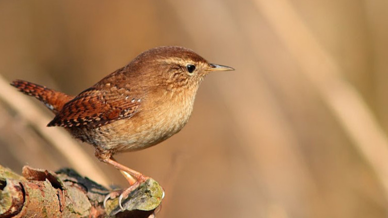 Τρυποφράκτης: Ο λιλιπούτειος τροβαδούρος της αγάπης και οι ιστορίες που τον συνοδεύουν