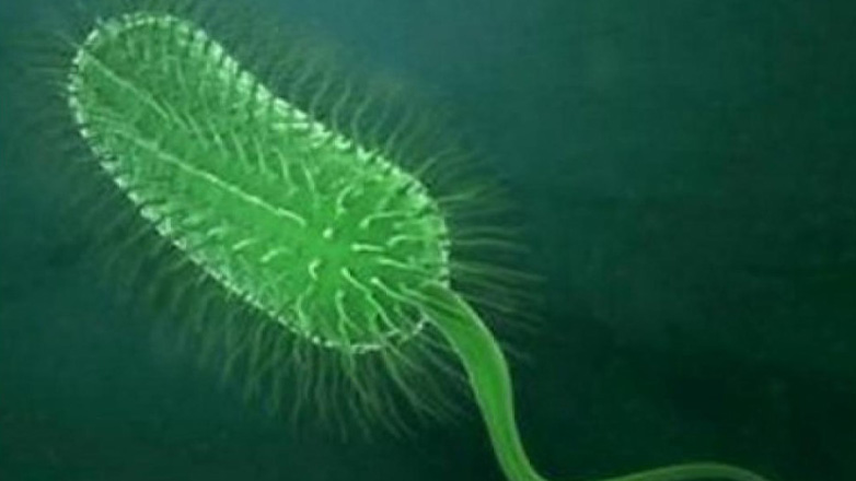 Νότια Καρολίνα: Θάνατος 12χρονου από αμοιβάδα που τρώει τον εγκέφαλο