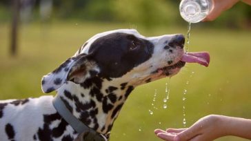 Πότε η άσφαλτος είναι πολύ ζεστή για τα πατουσάκια του σκύλου σας – Το τρικ με το χέρι