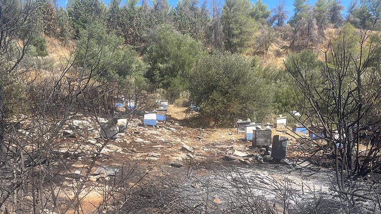 Από αδήλωτα μελίσσια η φωτιά στον Υμηττό