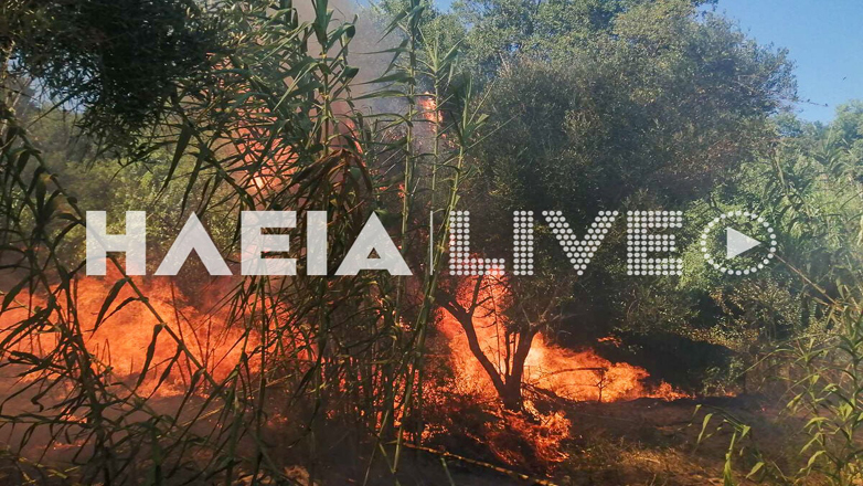 Μεγάλη φωτιά στα Λεχαινά Ηλείας – Μήνυμα «112»