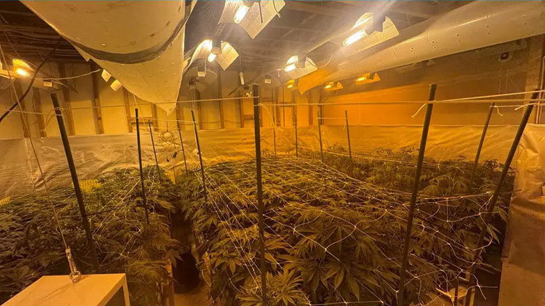 Εξαρθρώθηκε συμμορία υδροπονικής καλλιέργειας κάνναβης στην Αττική