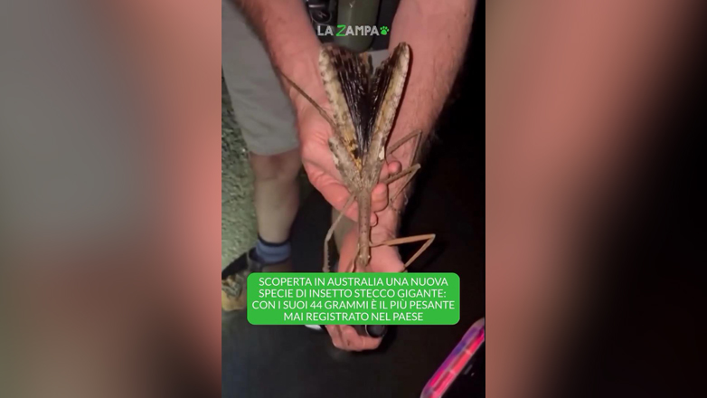 Έντομο στην Αυστραλία ζυγίζει όσο μια μπάλα του γκολφ και είναι 40 εκατοστά!