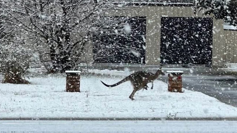 Πρωτοφανής χιονόπτωση στην Αυστραλία: Καγκουρό πηδούν στο χιόνι
