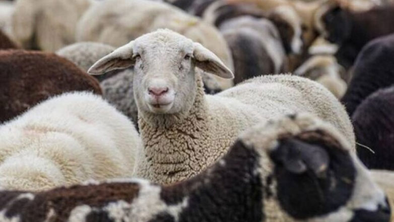Στήριξη 63 εκατ. ευρώ στους κτηνοτρόφους