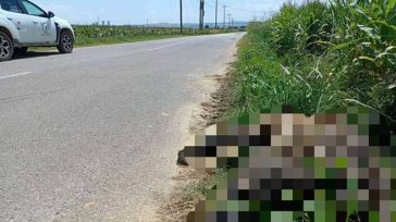 Θεσσαλονίκη: Τροχαίο με θύμα αρκούδα