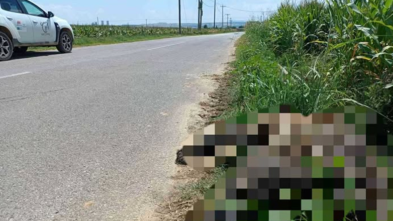 Θεσσαλονίκη: Τροχαίο με θύμα αρκούδα