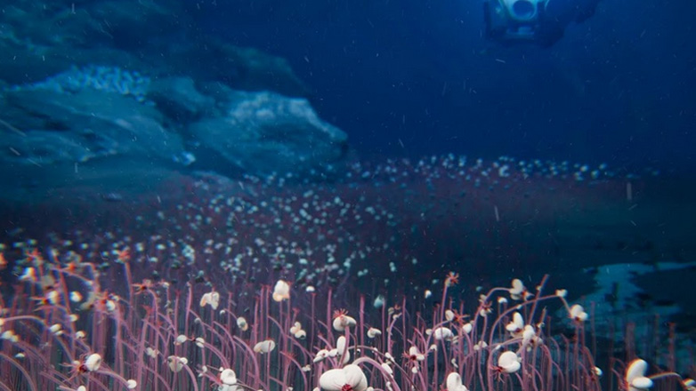 «Κοινότητες» περίεργης, ακραίας ζωής καταγράφονται για πρώτη φορά στα βάθη των ωκεανών