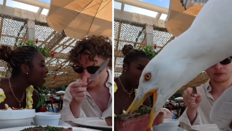 Γλάρος αρπάζει μπριζόλα αξίας 100 ευρώ σε πανάκριβο εστιατόριο στις Κάννες