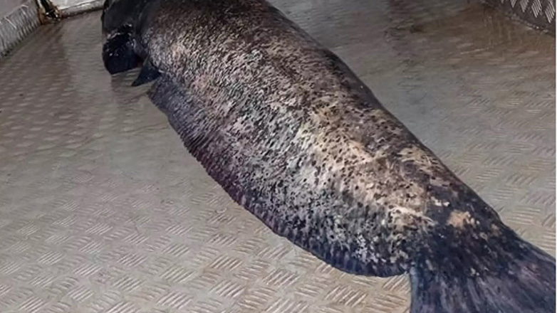 Κοζάνη: Έπιασαν γουλιανό 2,7 μέτρων στην λίμνη Πολυφύτου