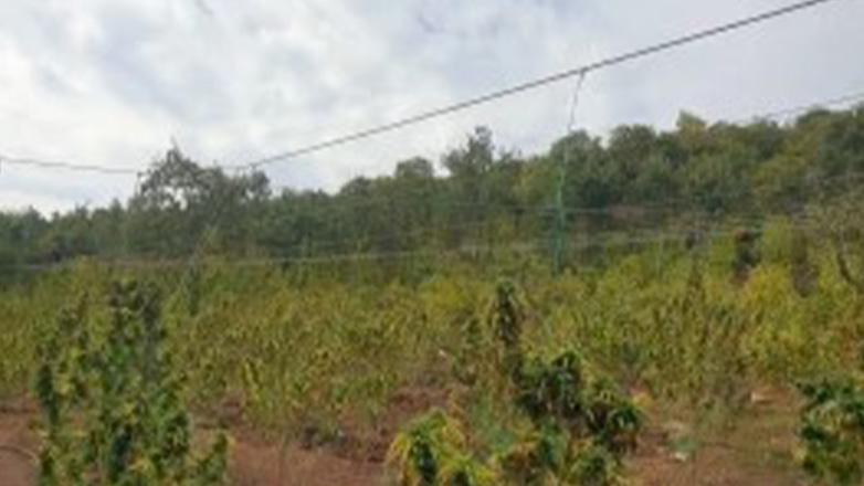 Μεσολόγγι: Εντοπίστηκε φυτεία κάνναβης με 850 δενδρύλλια