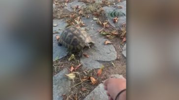 Χελώνα τρέφεται με λουλουδάκια