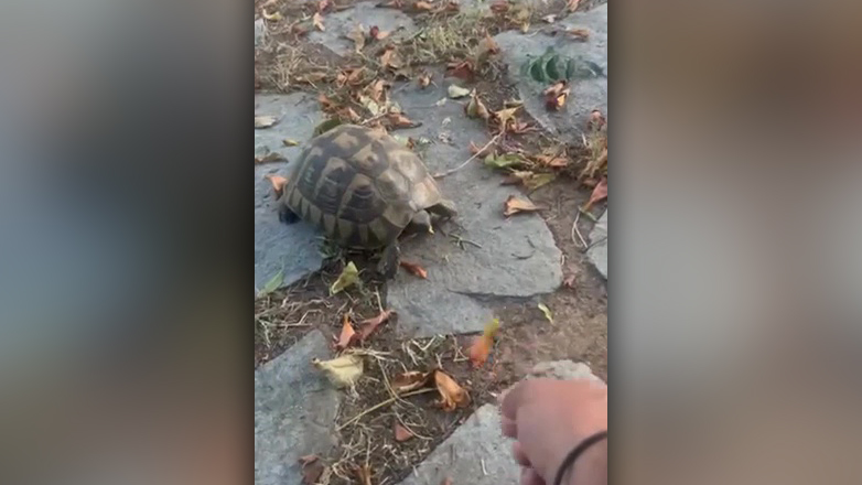 Χελώνα τρέφεται με λουλουδάκια