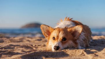 Σκύλος: Τι μπορείτε να τον ταΐσετε στην παραλία