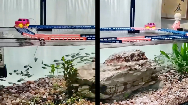 Βγάζει βόλτα τα ψάρια στο ενυδρείο του