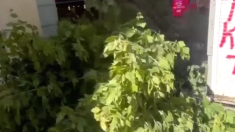 Πτώση δέντρου στην Ερμού από τους δυνατούς ανέμους