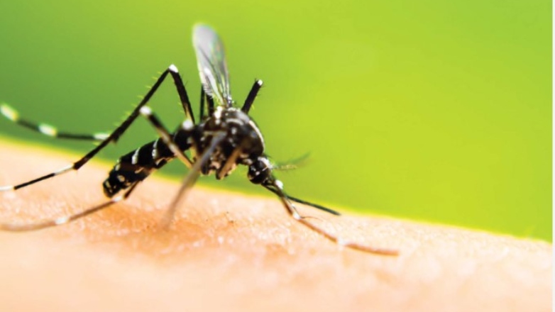 Οι Δήμοι που «χτύπησε» ο ιός του Δυτικού Νείλου στην Ελλάδα