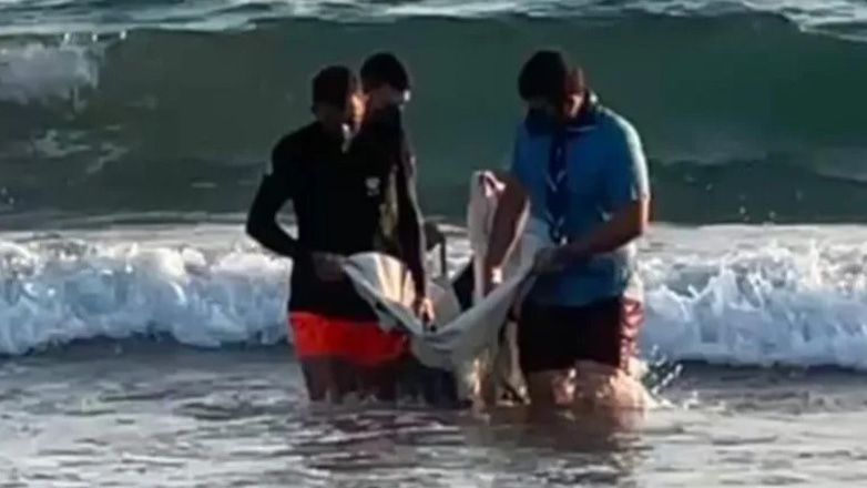 Μυτιλήνη :Το δελφίνι που ξεβράστηκε σε παραλία δεν τα κατάφερε