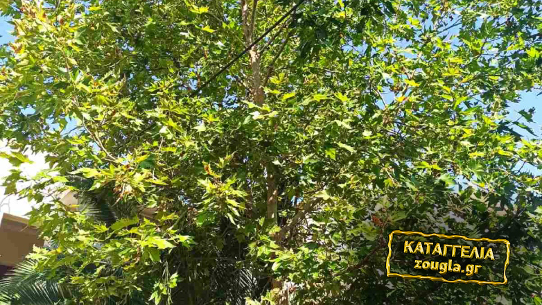 Καλώδιο της ΔΕΗ ανάμεσα στα κλαδιά δέντρου στο Ίλιον