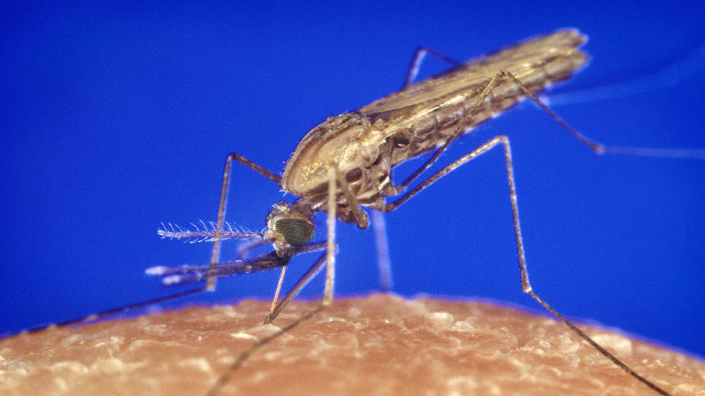 Ελονοσία: Ανεπαρκής χρηματοδότηση των προγραμμάτων πρόληψης