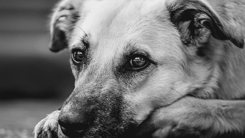 Συνελήφθη 61χρονος που σκότωσε σκύλο έξω από το Δημοτικό Κυνοκομείο Βόλου