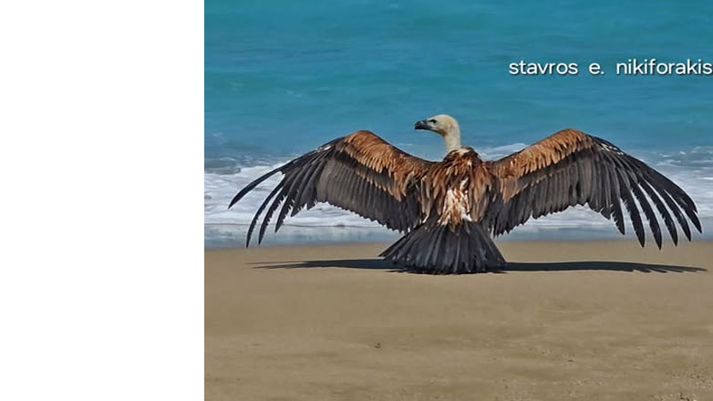 Απρόσμενος επισκέπτης στην παραλία της Γεωργιούπολης