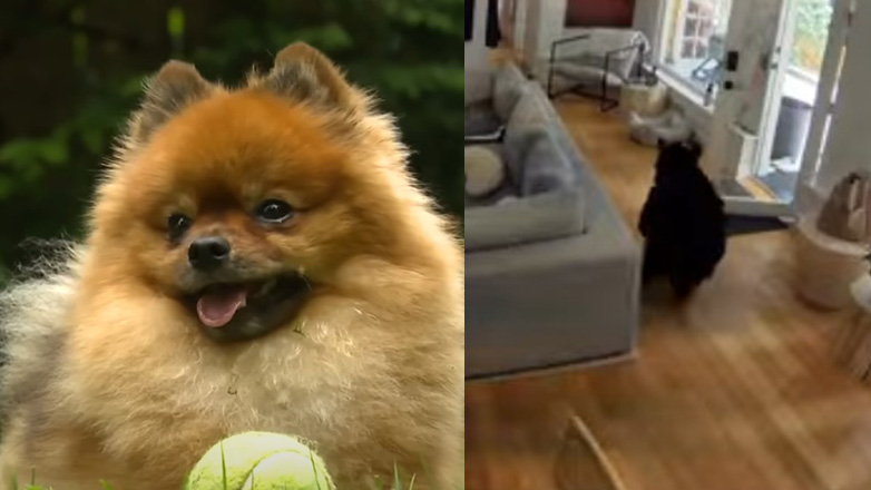 Όταν το μικροσκοπικό Πομεράνιαν παίρνει στο κυνήγι μεγαλόσωμο αρκουδάκι