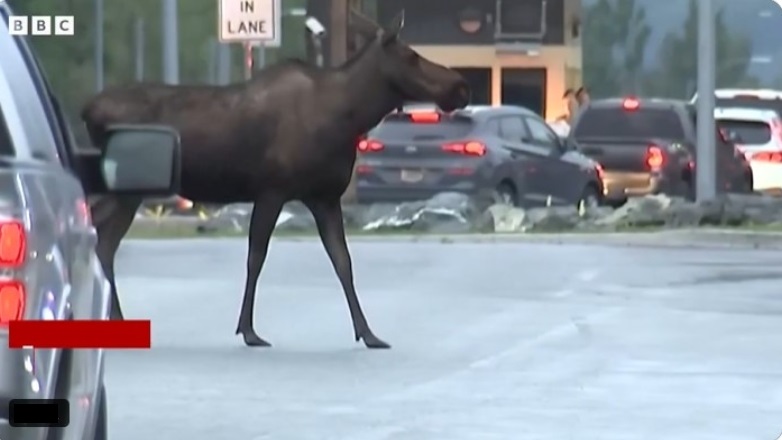 Ένας τάρανδος προσπαθεί να μπει στη σύνοδο κορυφής στην Αλάσκα