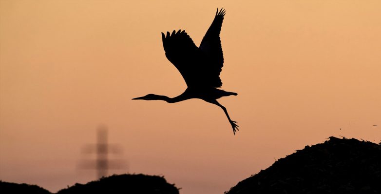 Ένας ερωδιός απογειώνεται στη Φρανκφούρτη