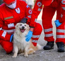 Πρόγραμμα εκπαίδευσης Πρώτων Βοηθειών για σκύλους