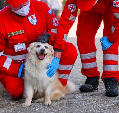 Πρόγραμμα εκπαίδευσης Πρώτων Βοηθειών για σκύλους