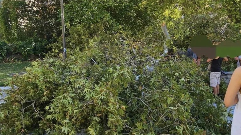 Κάθονταν στην αυλή και τους έπεσε στο κεφάλι ένα… δέντρο!