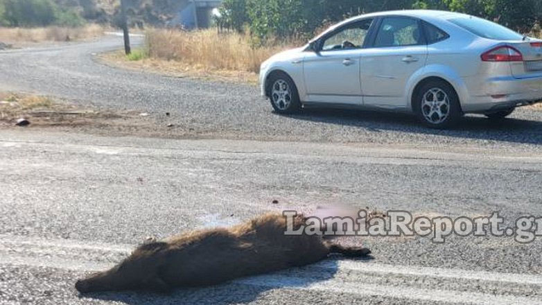 Αγριογούρουνο προκάλεσε ατύχημα στη Λαμία