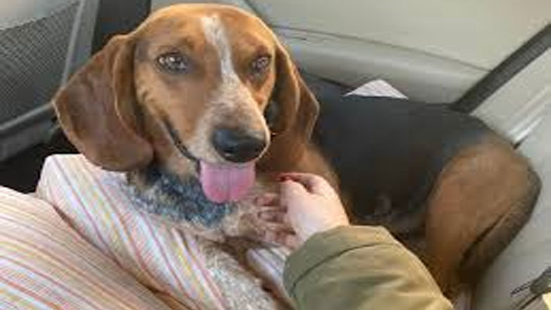 Παράτησε τον σκύλο στο αυτοκίνητο μέσα στη ζέστη