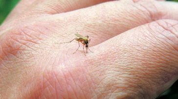 Δύο θάνατοι από τον ιό του Δυτικού Νείλου