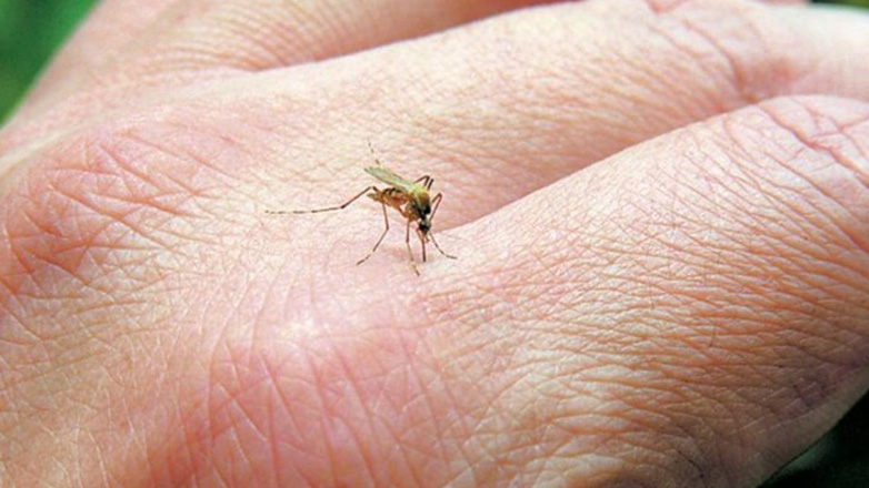 Δύο θάνατοι από τον ιό του Δυτικού Νείλου